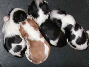 New Puppies Arriving Soon